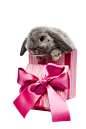 免扣背景PNG素材#兔子礼盒 礼品包装 粉色丝感#  