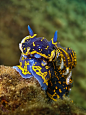 Sea Slug by Dani-Barchana on deviantART