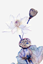 透明莲子白莲花高清素材 莲子 莲花 透明 免抠png 设计图片 免费下载