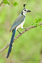 (via 500px / White-throated Magpie-Jay by Juan Carlos Vindas)