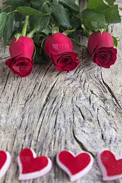 情人节的红心玫瑰