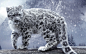 General 1920x1200 animals big cats snow leopards leopard