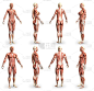 8高细节图像在1，男性和女性身体与肌肉地图-解剖研究概念的医疗保健- cg医学3D插图孤立在白色