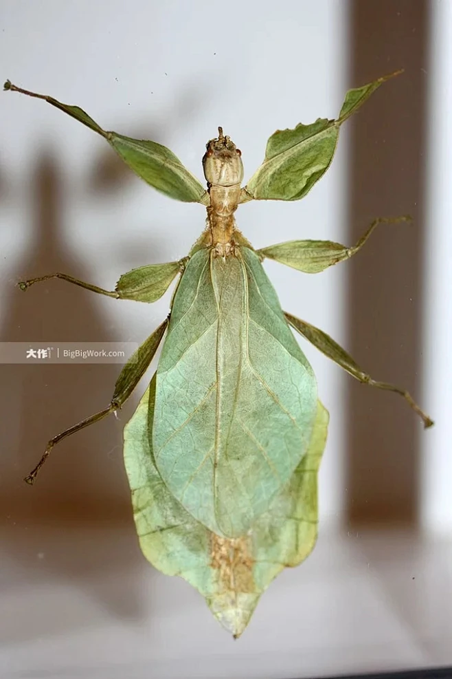 叶#insect -大作-花瓣网