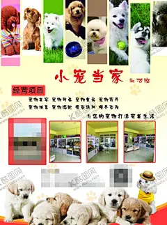 宠物店宣传单 【酷图网】宠物,小狗,小猫,生活馆,宠物医院,宠物用品,宠物食品,宠物美容,宠物洗澡,简约干净整洁,宣传单,名片,海报,展架,折页,代金券,会员卡,充值卡,体验卡