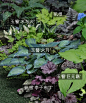 植物配置实景 (79)