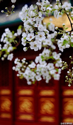 江岸野蕊采集到梨花