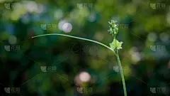常春藤,葫芦,农业,蔬菜,清新,自然界的状态,菜园,食品,环境,泰国