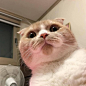 猫咪头像_女生头像_我要个性网