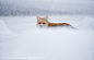 Mountain Fox in Snow by *FForns