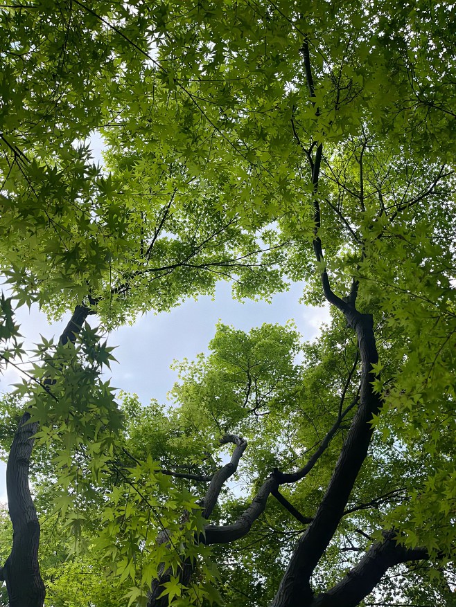 #摄影-风景-绿色系-树荫