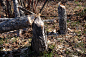 海狸破坏了加拿大安大略省苏必利尔湖附近的树桩