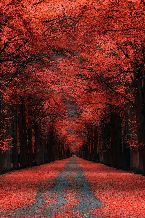 Autumn Lane, Kassel,...