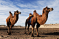 作品浏览—中国摄影报 作品名称：大漠主人 作品描述：大漠的主人 拍摄地点：奈曼图 拍摄时间：2014-09-14 作品作者：李青微