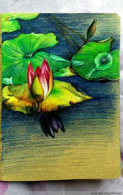 #黑金的王国# #素描# #彩铅# #手绘# #插画# #手帐# #艺术# #花卉#