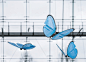 Festo unveils robotic ants, butterflies and chameleon tongue gripper : As a taste of things to come at next month's Hannover Messe trade show in Germany, Festo has revealed three new biomimetic creations: a small colony of ants, a gripper modeled on a cha