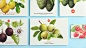 Ocati : Ocati es una marca colombiana de exportación de frutas exóticas principalmente a Europa. Más que el logo creamos la forma de expresarse de la marca. Para eso creamos más de 32 ilustraciones en acuarela, para así poder mostrar el producto. Todo con