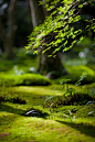 Mossy garden, a photo from Kyoto, Kink
