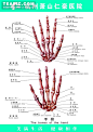 [医疗人体科室挂图21 手骨]