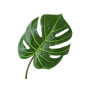 龟背叶_【素材—植物叶子】 _T201888 #率叶插件，让花瓣网更好用#