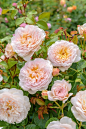 戴维·奥斯汀（David Austin）英文Rose EmilyBrontë