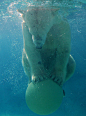 Polar Bear，一组可爱的北极熊水下摄影欣赏