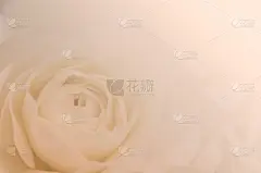 玫瑰,背景,珊瑚色,贺卡,芳香的,水平画幅,仅一朵花,白色,植物,情人节卡