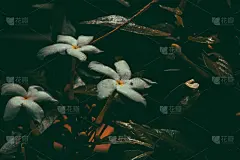 盆栽植物,白色,植物,水平画幅,夜晚,无人,暗色,壁纸,反差,印度