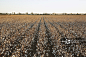 Agriculture - Large field of mature defoliated cotton plants at harvest stage in late afternoon Autumn light / near Little Rock, Arkansas, USA.详情 - 创意图片 - 视觉中国 VCG.COM