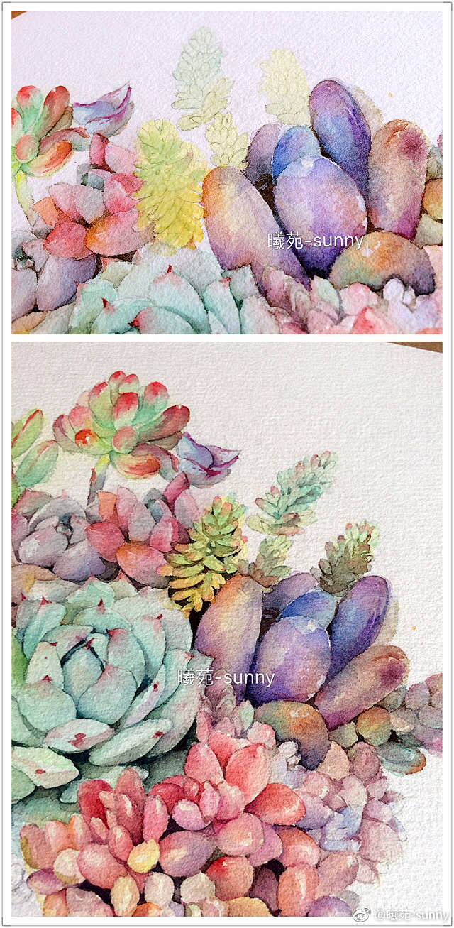 多肉 植物 水彩 插画
