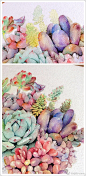 多肉 植物 水彩 插画