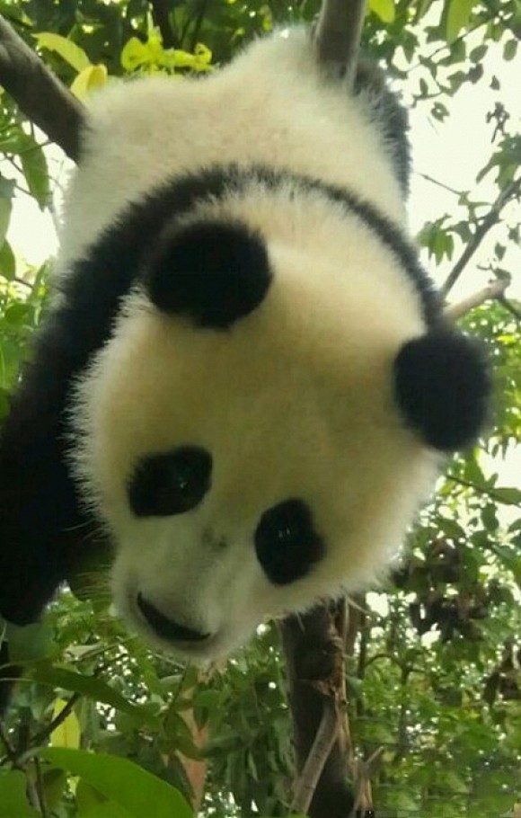 Cute Panda | Cutest ...
