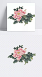 粉色复古牡丹花|粉色复古牡丹,花,花系,花朵,花设计素材,装饰元素,免抠元素