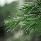 春雨 - 白山Gavin - CNU视觉联盟