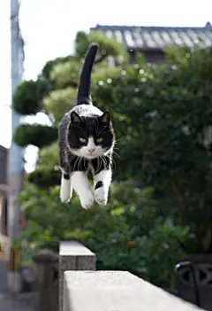 灰起来了~、摄影、猫、风景、可爱