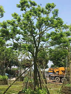 黄胶囊采集到植物