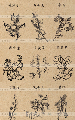 dgsdgv采集到中药草
