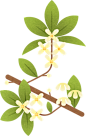 装饰扁平中国标志花卉B-桂花