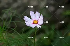 宇宙 白色的花 美丽的花朵 开花 花园 秋景 秋季 花 花壁纸