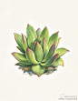 来自插画艺术家Aaron Apsley 带来的一组植物图鉴，一组安静的多肉君的描绘。#求是爱设计#