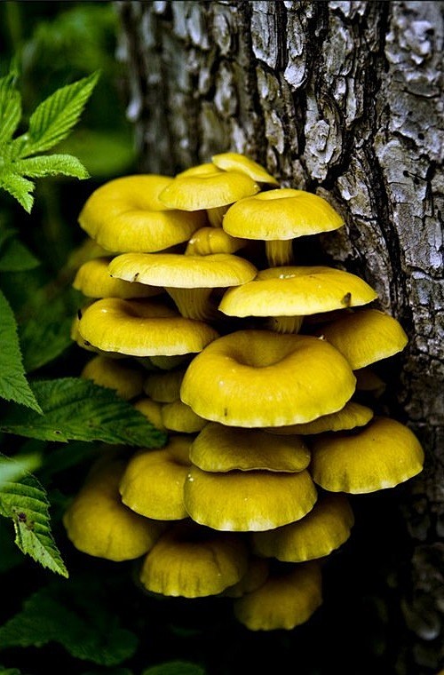 蘑菇# 金顶侧耳,又称榆黄蘑,金顶蘑.