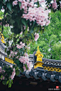 苏州常熟虞山北麓禅寺前，两棵220年楸树花开满枝，游人络绎不绝