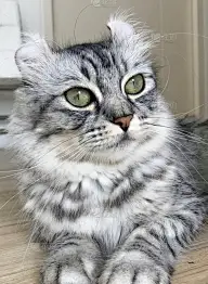 猫,卷着的,卷发器,垂直画幅,可爱的,无人,古老的,猫科动物,幼小动物,分离着色