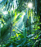 热带雨林阳光背景 摄影照片 设计图片 免费下载 页面网页 平面电商 创意素材 png图片