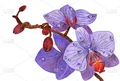 兰花枝的手绘插图