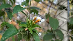 火仙花又称火烈树、橘色喇叭藤、金雨藤、木马尾