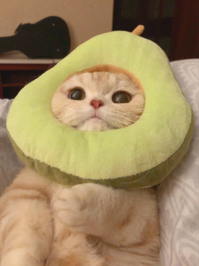 萌猫 💰接2024好运小猫🧧