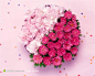 圆形菊花鲜花素材高清摄影图片素材
