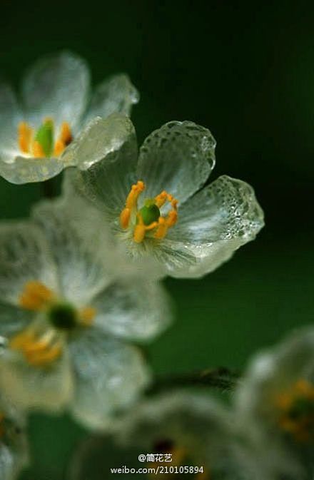 #植物小百科# 透明到骨骼的花朵,当它遇...