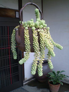 明天09采集到多肉海报